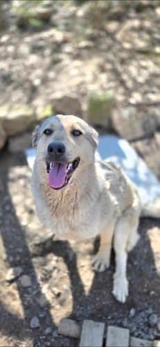 BİRLİKTE YA DA AYRI YUVA ARIYOR fotoğraf