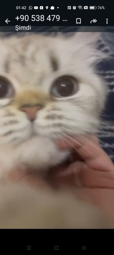 Meriç yeni yuvasını arıyor fotoğraf