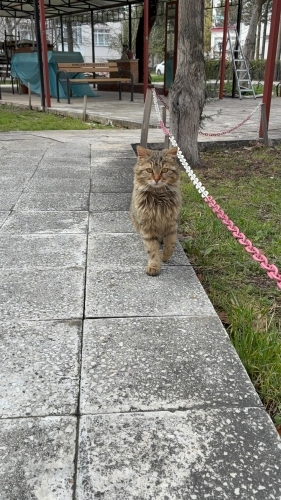 Lady kız ömürlük güzel bir yuvayı hak ediyor fotoğraf