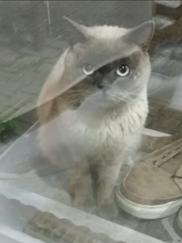 Ücretsiz cins kedi, uysal, fotoğraf