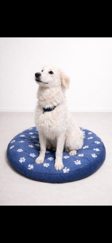 Ücretsiz sahiplenme golden acil yuva fotoğraf