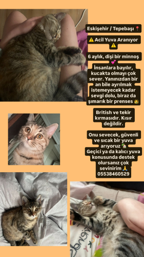 Kucak ve sevgi delisi fotoğraf