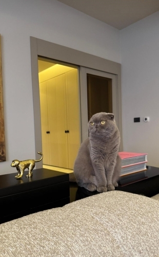 ÇİPLİ VE KISIR SCOTTISH FOLD ‼️ACİİLL ‼️ fotoğraf