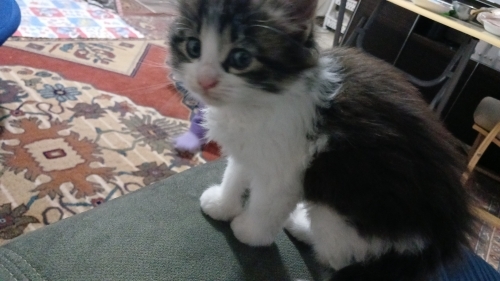 Akıllı sakin yerine göre oyuncu uzun tüylü güzel suratli fotoğraf