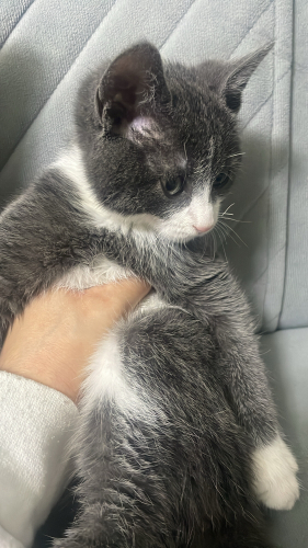 Çakıl geçici yuvasında seni bekliyor fotoğraf