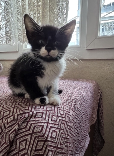 Yakışıklıya Yuva fotoğraf