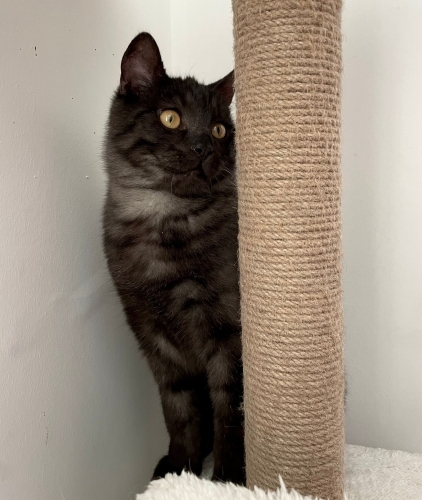 ACİL ANKARA YUVA fotoğraf