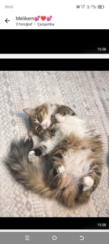 Uzun tüylü dünya güzeli kızım fotoğraf