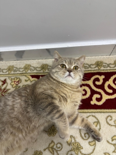 Taşıma çantasıyla parka bırakıldı fotoğraf