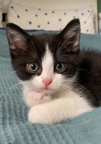 Simba ve Felix kardeşler fotoğraf