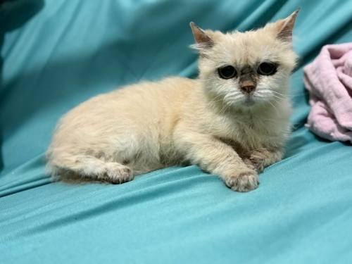 Annesini Kaybetmiş Scottish Melezi Yavruya Yuva Arıyoruz fotoğraf