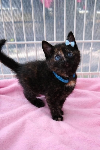 Minik Tortoisse shell prenses yuva arıyor... fotoğraf