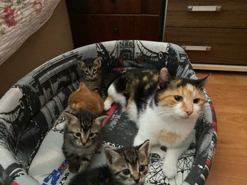 Henüz bir aylık lokumlar ömürlük yuvalarını ariyor fotoğraf