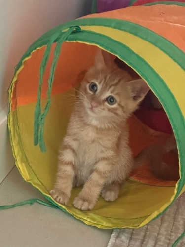 Annesiz yavrular için yuva fotoğraf