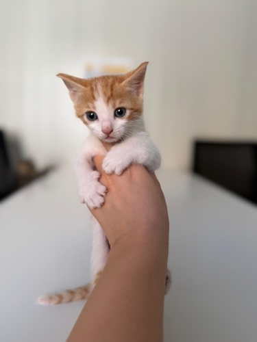 1.5 aylık ömürlük yuvasını arıyor fotoğraf