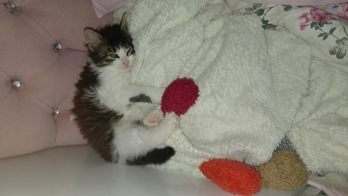 BIDIK ailesini arıyor fotoğraf