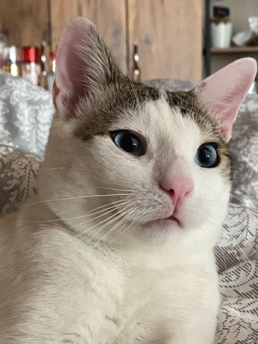 BEHLÜLÜMÜZE YUVA ARAMAKTAYIZ fotoğraf