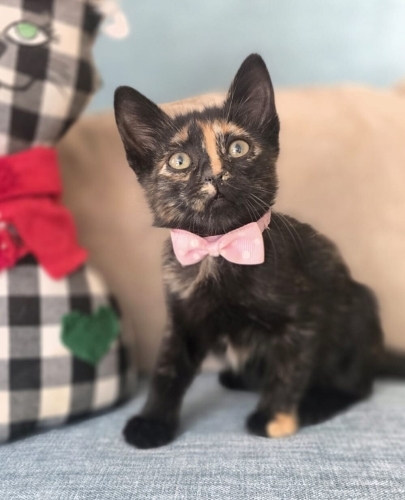 Şans kedisi kızımız Kırçıl bebek fotoğraf