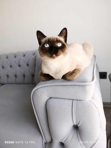 British colorpoint erkek kedi yuva arıyor fotoğraf