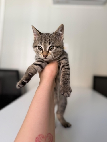 1.5 aylık ömürlük yuva arıyor fotoğraf