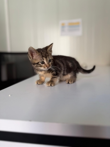 1.5 aylık ömürlük yuva arıyoruz fotoğraf