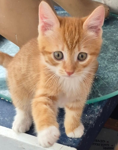 DİŞİ SARMAN ÇOK NADİR YUVA ARİYORUM fotoğraf