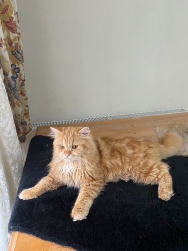 Acil yuva aranıyor fotoğraf