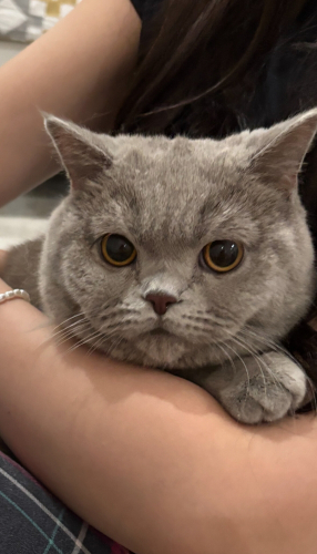 Çok Acil Yuva Aranıyor ! fotoğraf