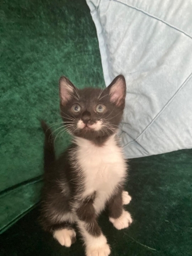 Acil yuva aranıyor fotoğraf