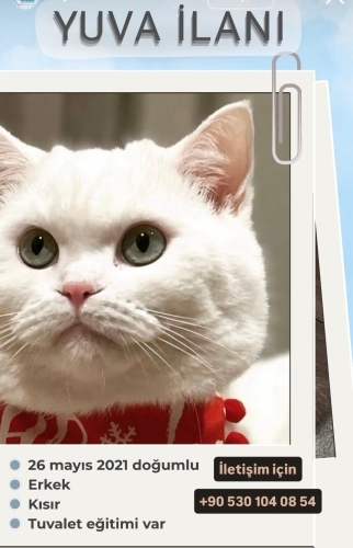 Yakışıklılığıma herkes hayran!! fotoğraf