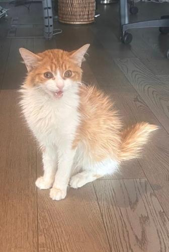 4 Aylık, Minik, insan delisi, tam bir kucak bağımlısı 🐾 fotoğraf