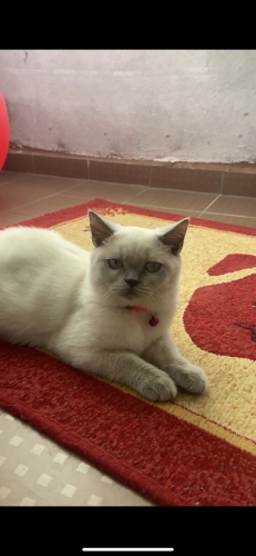 Çok Uysal bir cins kedi fotoğraf