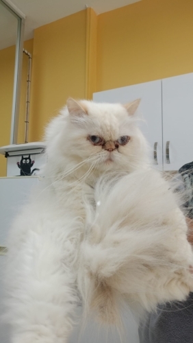 Ücretsiz sahiplenme iran kedisi fotoğraf