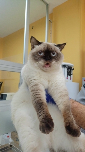 Ücretsiz sahiplenme British kedi acil yuva fotoğraf