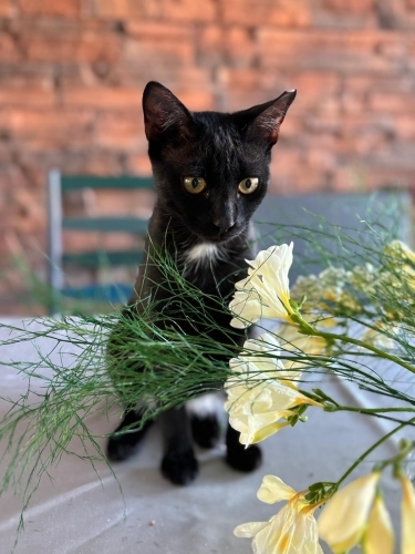 NİNJA mı, OREO mu? fotoğraf