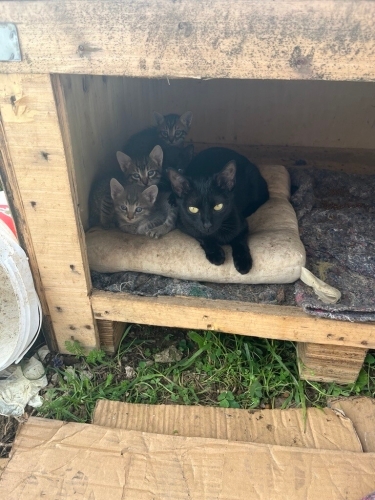 Minnoş Yavrular fotoğraf