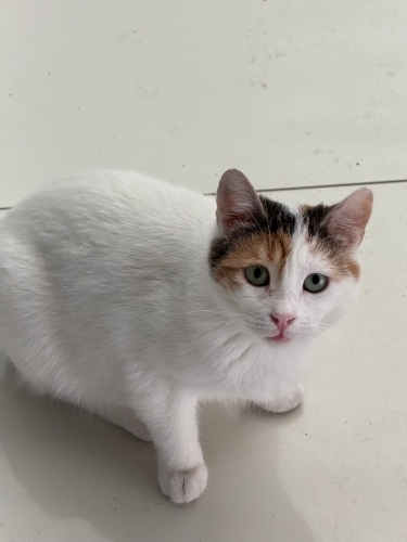 Aşıları Tam Zümrüt Gözlü Kedi Sahiplendirme fotoğraf