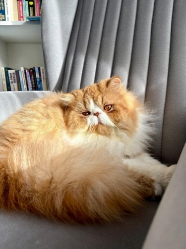 Ücretsiz sahiplenme fotoğraf