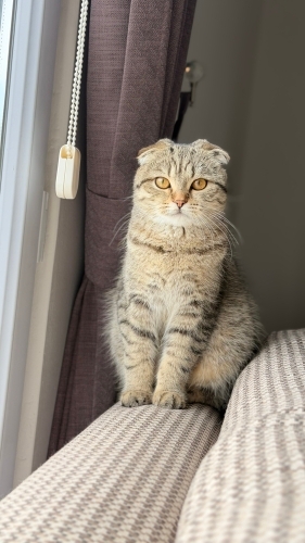 Takip şartıyla sahiplendirilecek fotoğraf