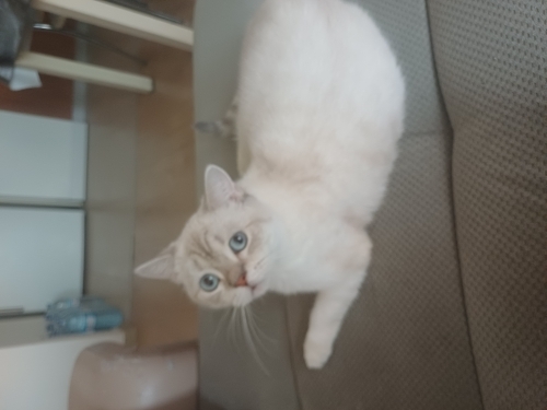 Ücretsiz sahipendirmr fotoğraf