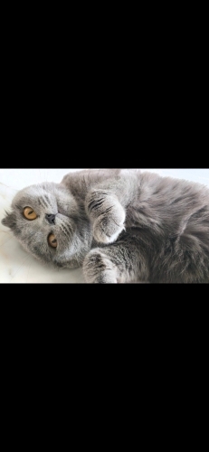 Adım Luna yeni yuvamı arıyorum fotoğraf