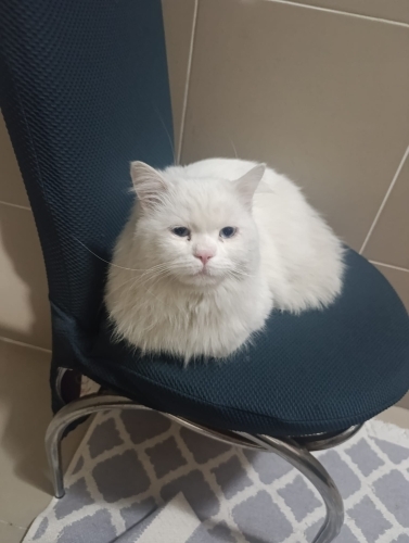 ÇOK USLU SAKİN BİR KEDİ fotoğraf