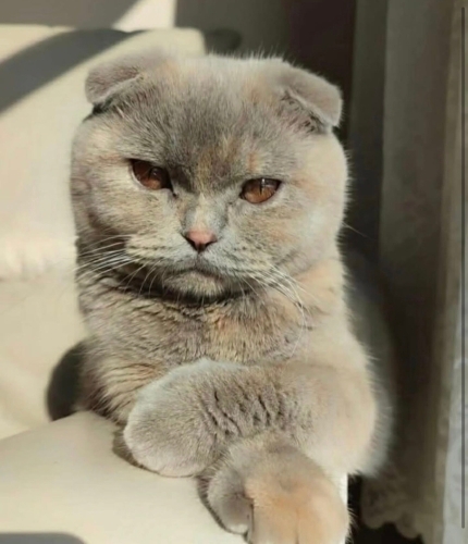 Maya yuva arıyor fotoğraf