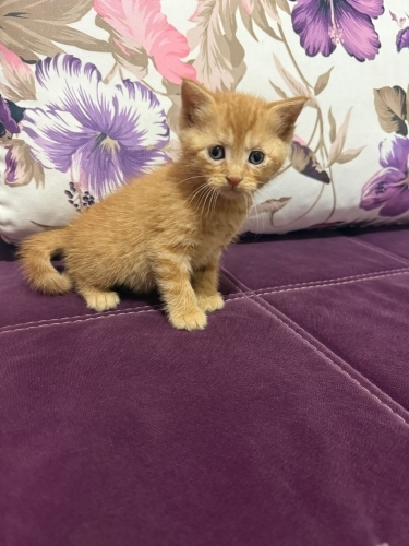 Yavru kedi sahiplendirme fotoğraf