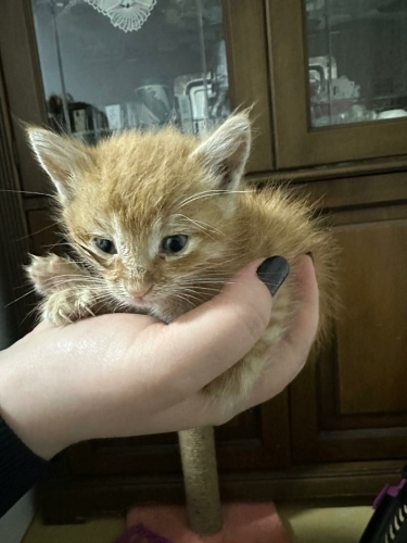 45 GÜNLÜK DİŞİ SARMAN SOKAKTA BULUNDU YUVA ARANIYOR KÜÇÜKÇEKMECE fotoğraf