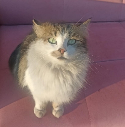 GÜZEL KIZA ÖMÜRLÜK YUVA ARANIYOR fotoğraf