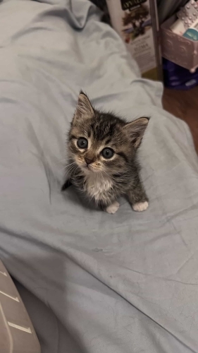 1 AYLIK 2 KARDEŞ BİRLİKTE YUVA ARIYORLAR BEYOĞLU fotoğraf