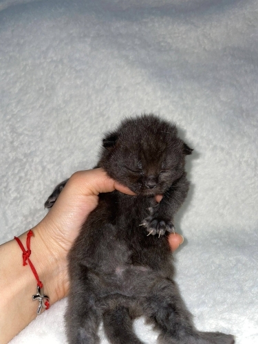 Mutlu olacağı yuvasını arıyoruz fotoğraf