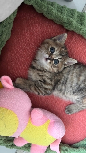 2 aylık küçük yavru kedi fotoğraf