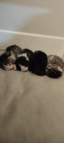 Yavrulara Yuva Arıyoruz fotoğraf